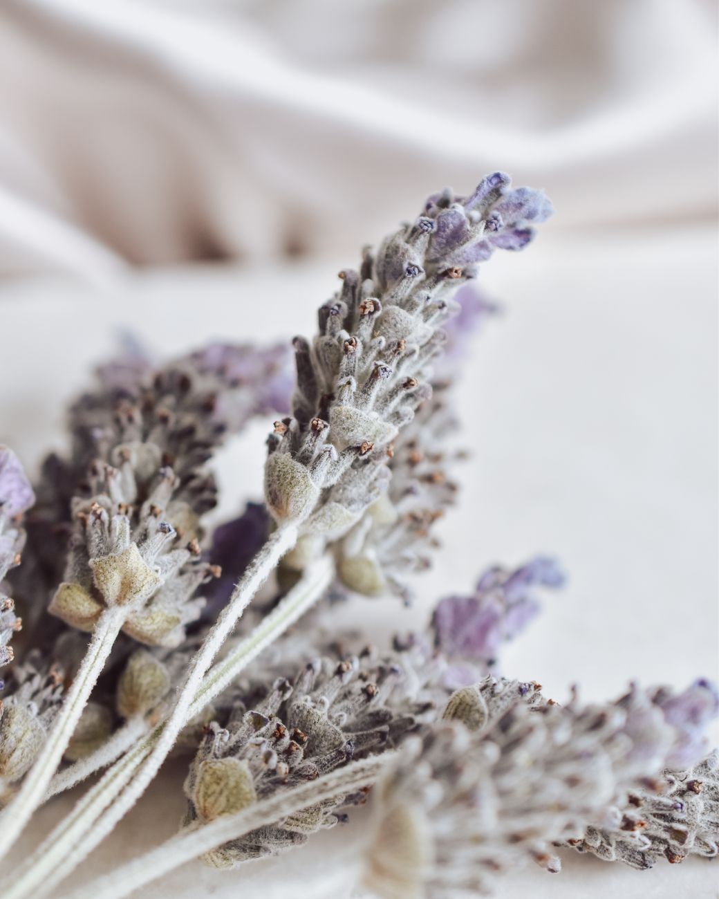 dried branch of lavender